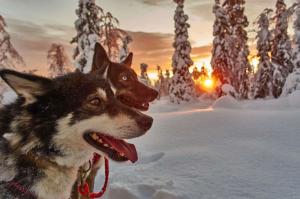 Finnland | Lappland - Husky-Wintertraum: Klassisch